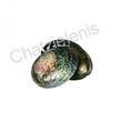 105044 Όστρακο Abalone Paua