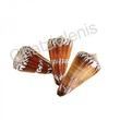 105052 Όστρακο Conus Genaralis