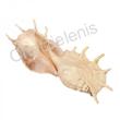 105231 Όστρακο Lambis Truncata