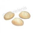 105638 Όστρακο Brown Clam 3-4