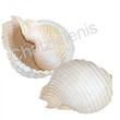 105678 Όστρακο Tonna Λευκό Φυσικό