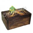 189042 Κουτί Ξύλινο Ιγκουάνα