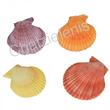 105116 Όστρακα PECTEN COLORED 3-4--