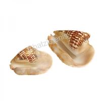 105006 Όστρακο Strombus Latisimous