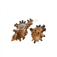 105014 Όστρακο Murex Palmarosea