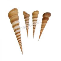 105017 Όστρακο Τerebra Turitella 5