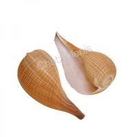 105021 Όστρακο Ficus Gracilis