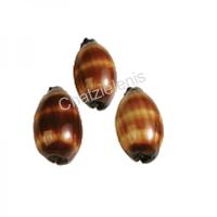 105022 Όστρακα Cyprea Talpa