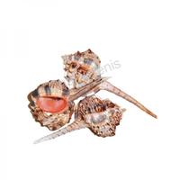 105023 Όστρακο Murex Haustellum