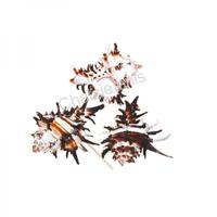 105025 Όστρακο Murex Endivia 2UP