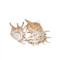 105026 Όστρακο Lambis-Lambis