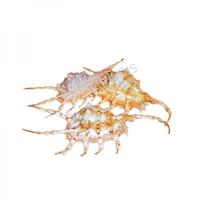 105027 Όστρακο Lambis Scorpio