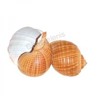 105028 Όστρακο Tonna Sepa 5UP