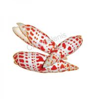 105029 Όστρακο Mitra-Mitra 2