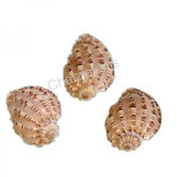 105030 Όστρακο Happa Articularis