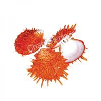 105031 Όστρακο Spondylus Orange