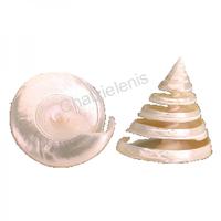 105037 Όστρακο Trocha Spiral