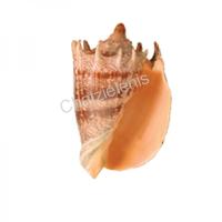 105040 Όστρακο Voluta Imperialis 6