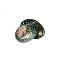 105044 Όστρακο Abalone Paua