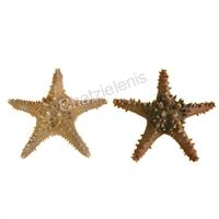 105048 Αστερίας Long Spine 8-10