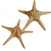 105049 Αστερίας Long Spine 10-12