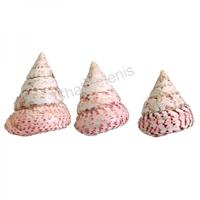 105050 Όστρακο Trocha Strawberry