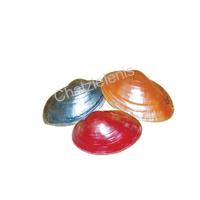 105051 Όστρακο Fresh Water Clam 3χρωμ.