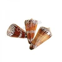 105052 Όστρακο Conus Genaralis