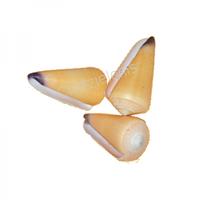 105054 Όστρακο Conus Virgo