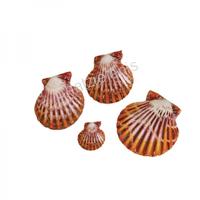 105057 Όστρακο Pecten Pallium