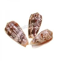 105059 Όστρακο Conus Stratus