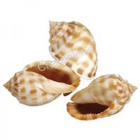 105060 Όστρακο Cassis Bandatum 3-4