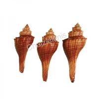 105062 Όστρακο Brown Fusus