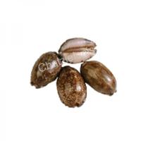 105063 Όστρακο Cyprea Arabica