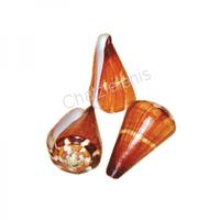 105067 Όστρακο Conus Vexillum