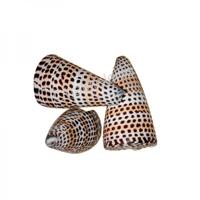 105068 Όστρακο Conus Litteratus 3UP