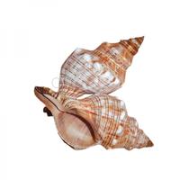 105069 Όστρακο Fasciolaria Trapezium 3UP