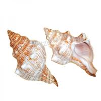 105070 Όστρακο Fasciolaria Trapezium 5UP