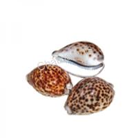 105074 Όστρακο Cyprea Tigris 3UP