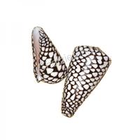 105079 Όστρακο Conus Marmoreus 3UP