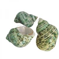 105084 Όστρακο Green Turbo Bandeo