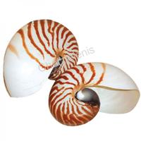 105089 Όστρακο Nautilus Natural 4-5