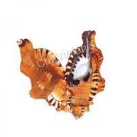 105091 Όστρακο Cymatium Lotorium 4