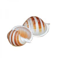 105095 Όστρακο Tonna Sulcosa 3UP