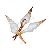 105096 Όστρακο Fusinus Colus 4UP