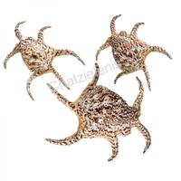 105157 Όστρακο Lambis Chiragra