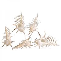 105163 Όστρακο Murex Negrospinosus