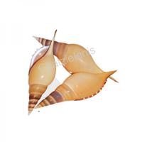 105192 Όστρακο Tibia Martini 4UP