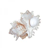 105194 Όστρακο Murex Ramosus 4