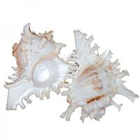 105195 Όστρακο Murex Ramosus 6